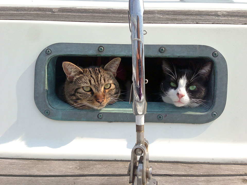Tosh & Tikka, gatos del mar